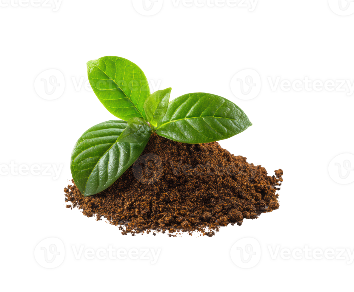 Fresh green leaves on soil mound for gardening and planting png