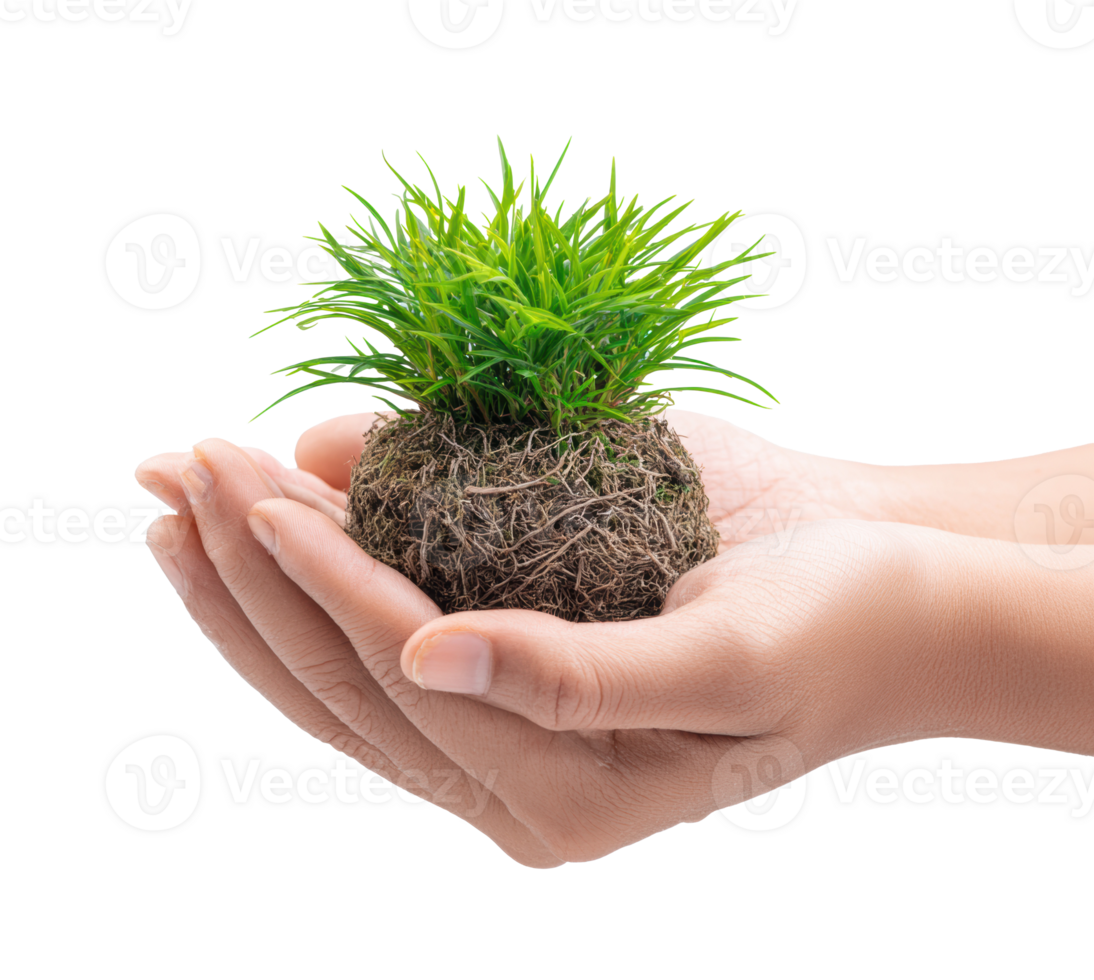 Nurturing green plant in hands represents care for nature png