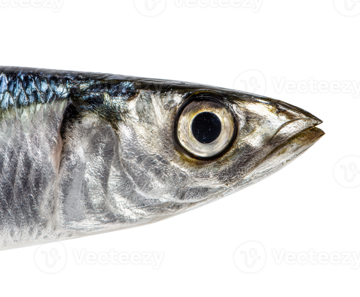 Close-up view of a fish showcasing unique features and details png