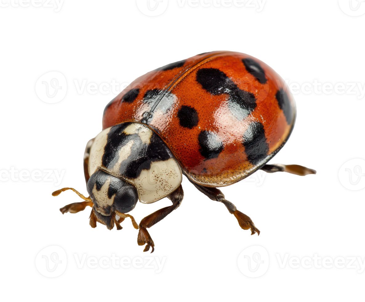 Ladybug on a leaf with vibrant red and black patterns png
