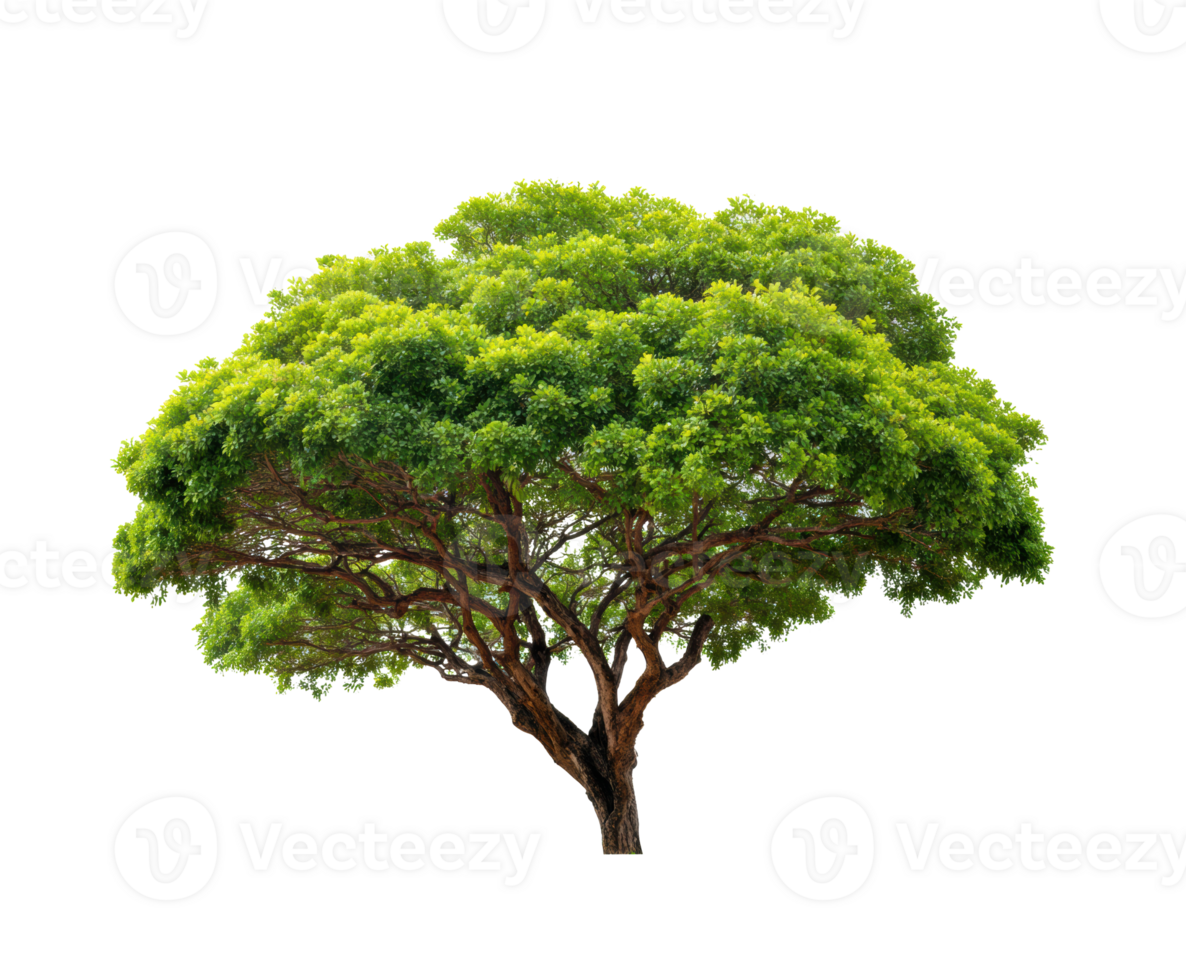 Vibrant green tree with lush foliage for nature designs png