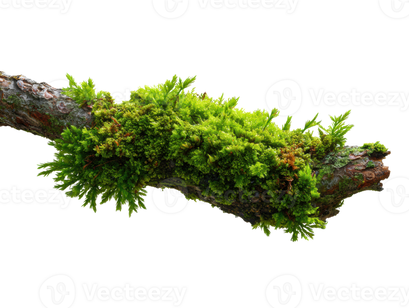 Green moss growing on a tree branch in a lush forest setting png