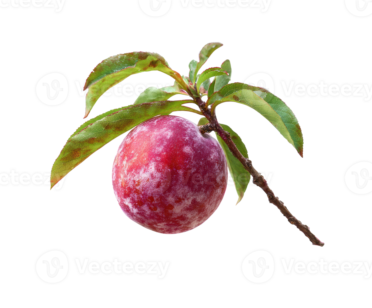 Fresh ripe plum on a branch with green leaves png