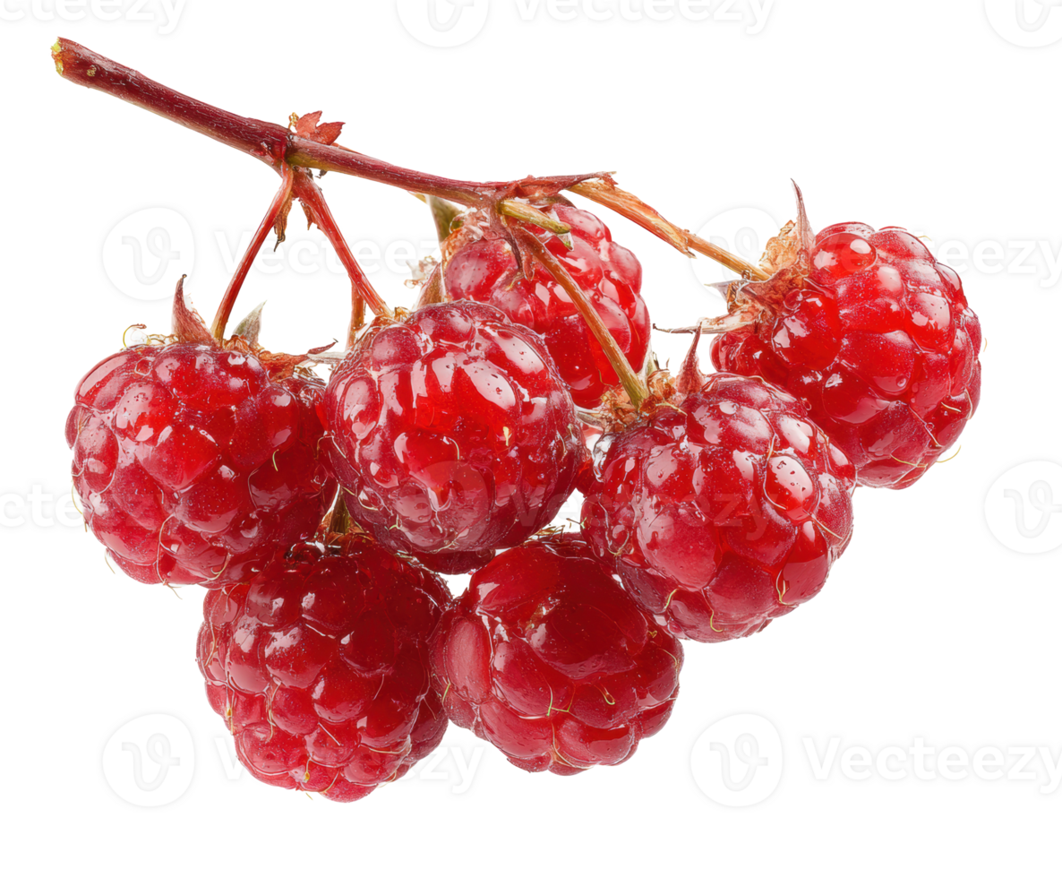 Fresh and juicy raspberries for healthy snacking and desserts png