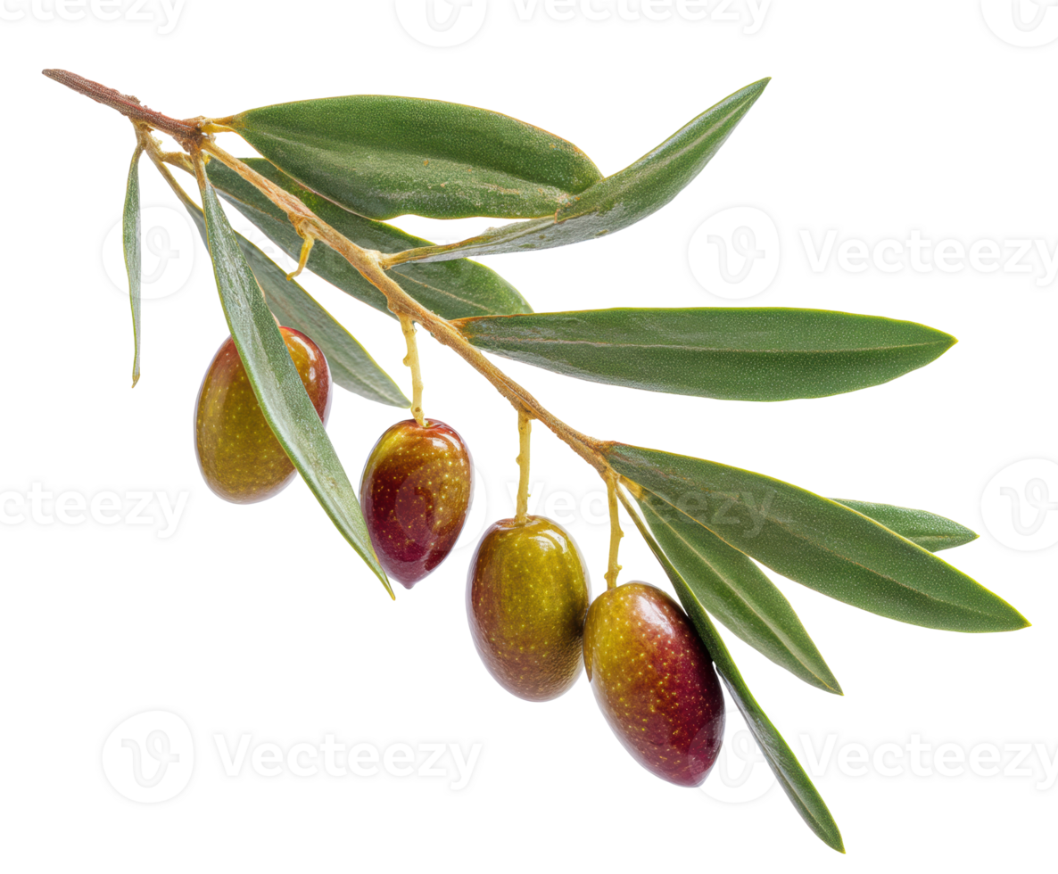 Fresh olive branch with ripe olives for decor and cooking png