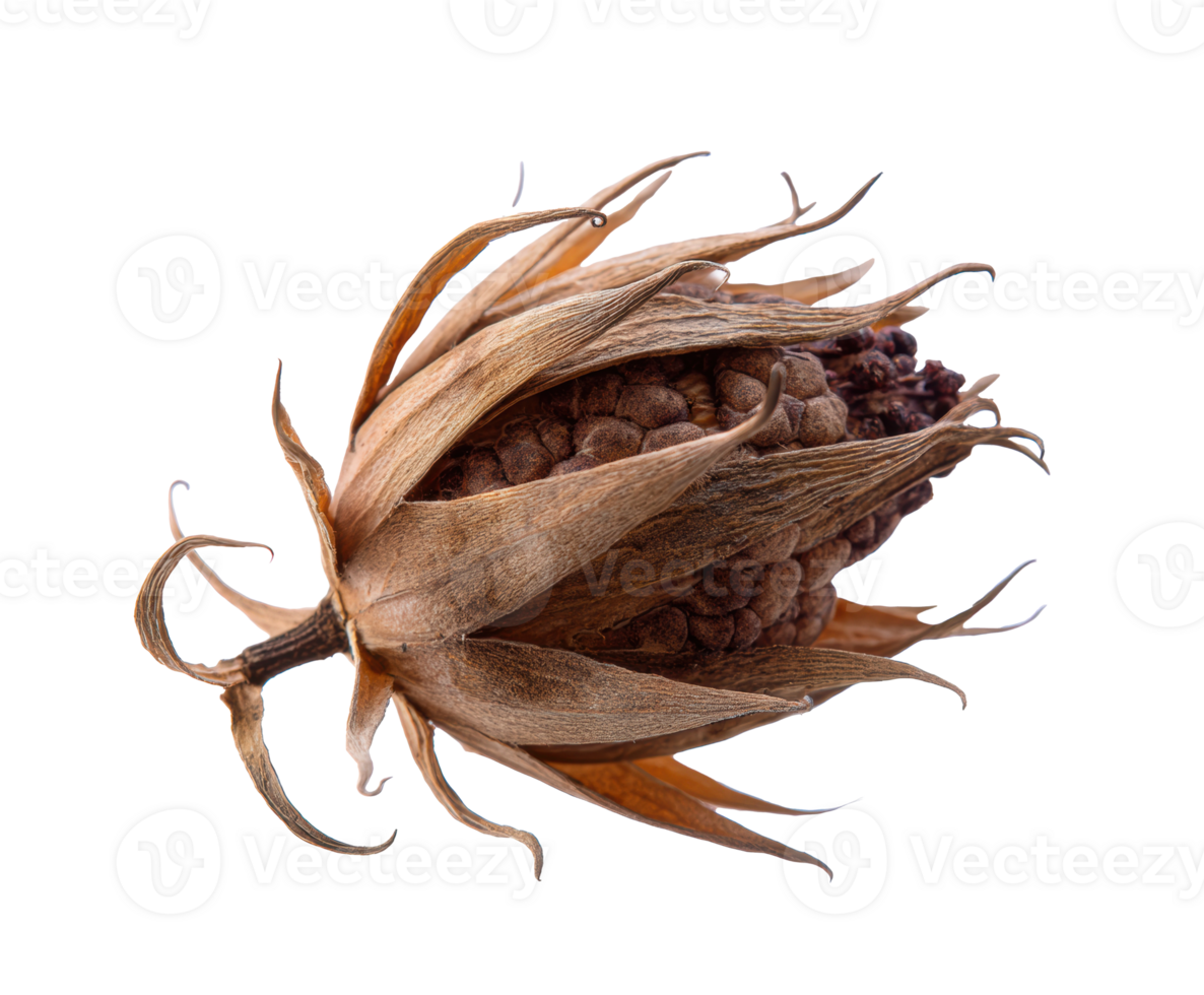 Natural dried seed pod for decorative purposes and craft projects png