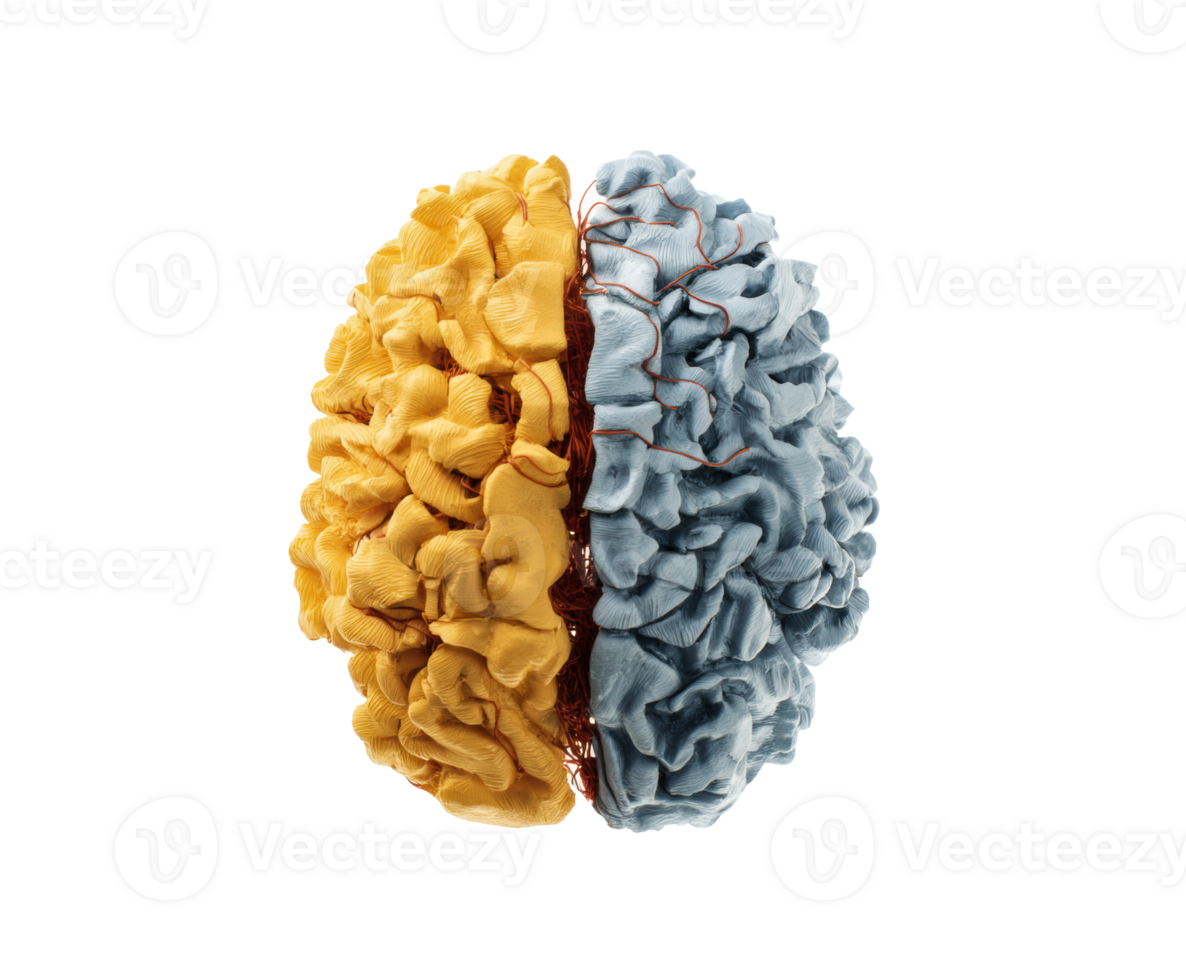 Unique brain illustration highlighting cognitive functions png