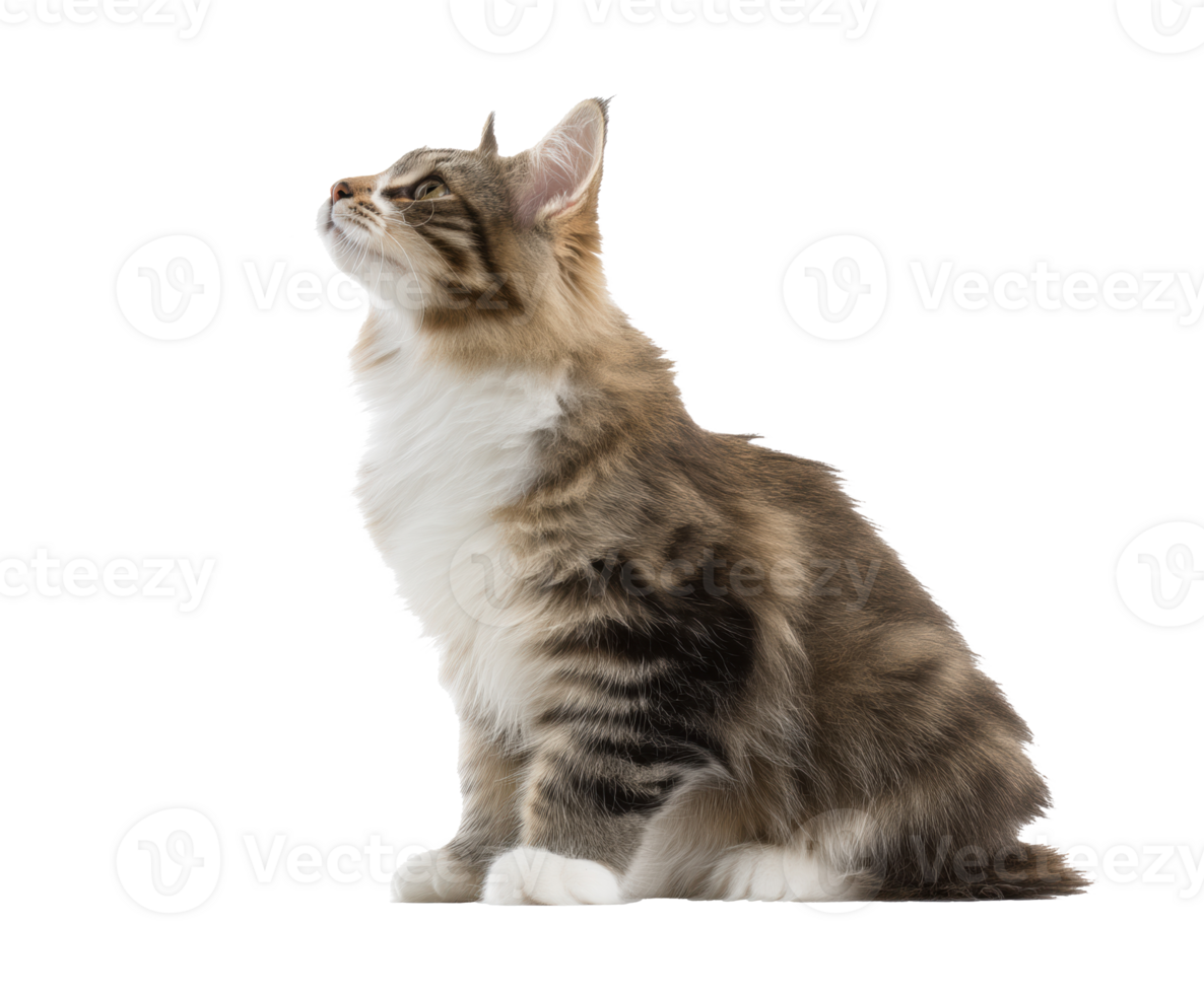 Majestic Maine cat looking up with curiosity in natural light png