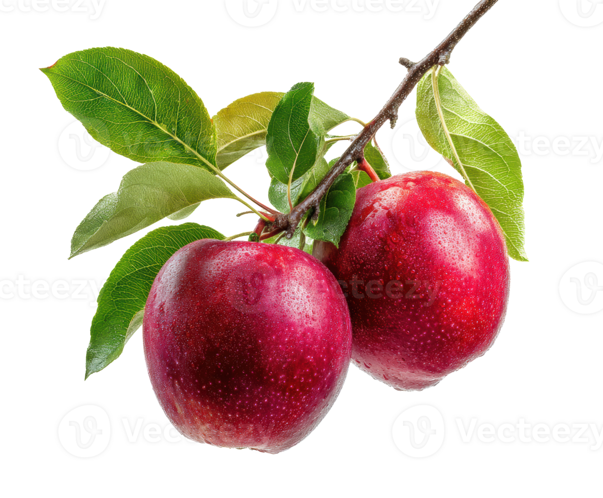 Fresh red apples hanging on branch with green leaves png