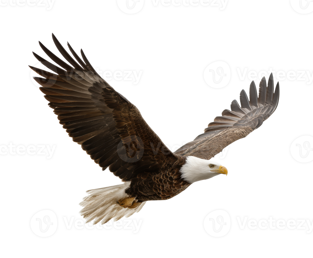 Majestic bald eagle in flight demonstrating grace and power png