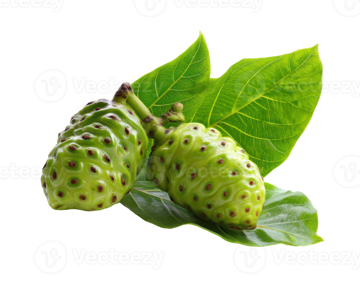 Fresh noni fruit on green leaves for healthy lifestyle png