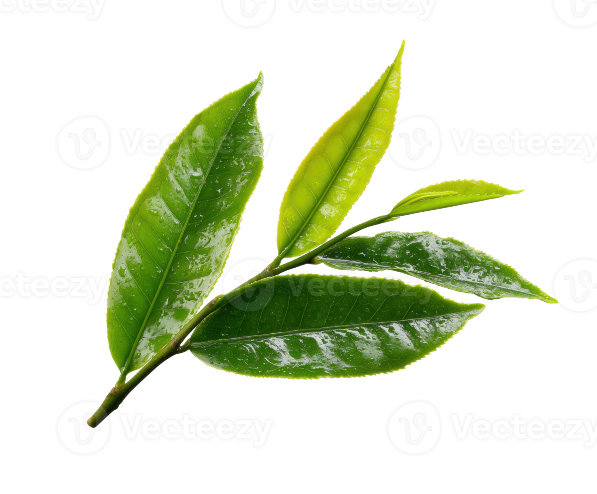 Fresh green tea leaves for culinary use in cooking and brewing png