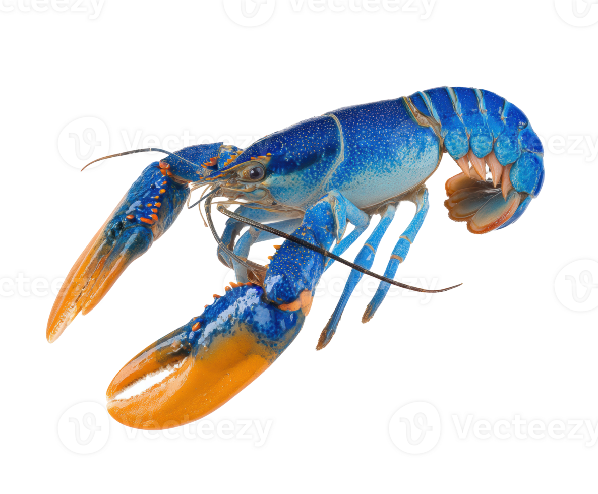 Vibrant blue lobster on display for culinary preparation png