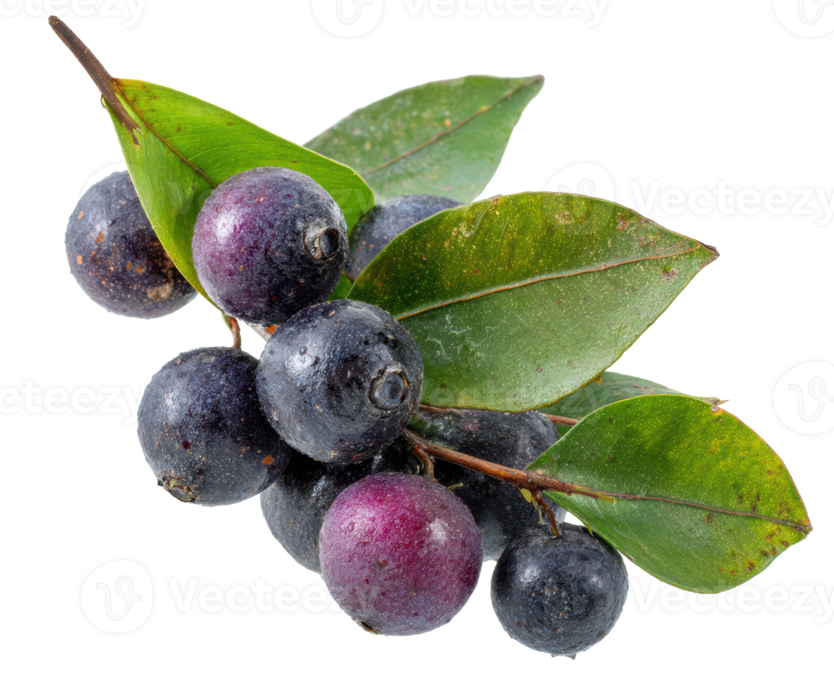 Fresh berries and green leaves for healthy eating and recipes png