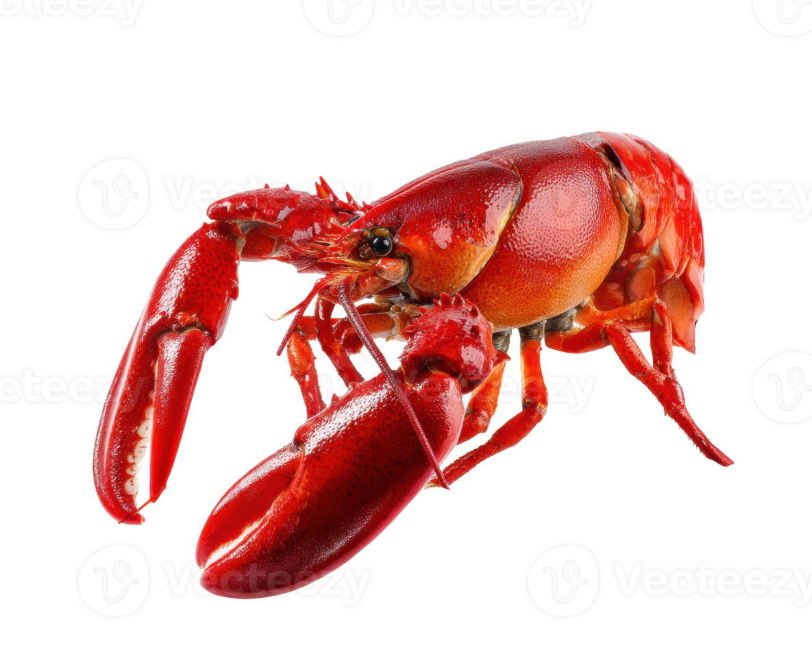 Red lobster ready for preparation in a culinary setting png