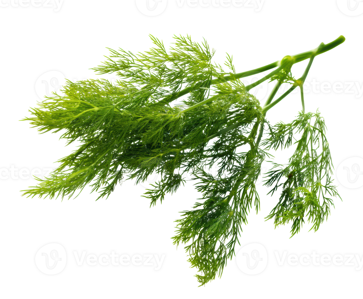 Fresh green dill sprig for culinary uses and decoration png