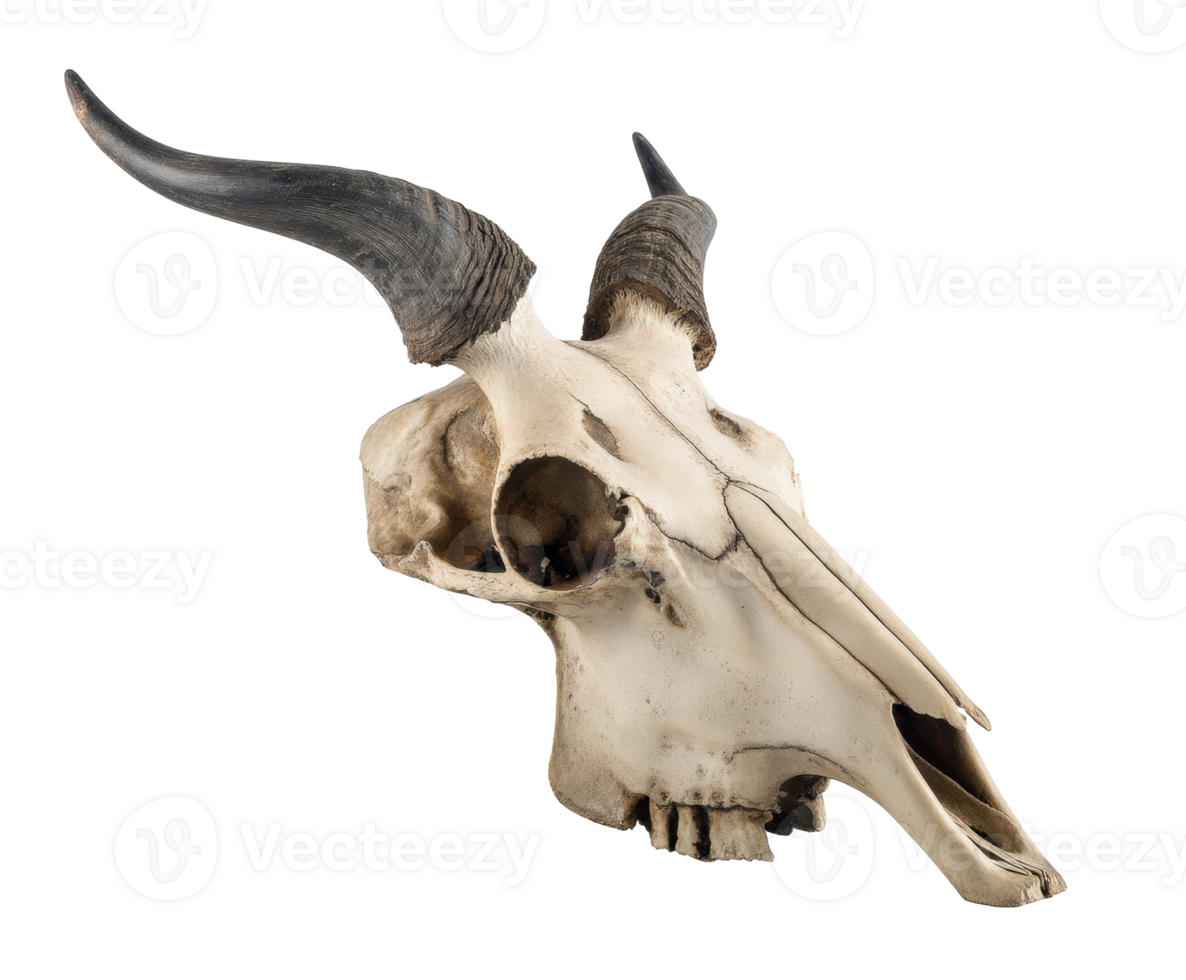 Bison skull with prominent horns for display or decor purpose png