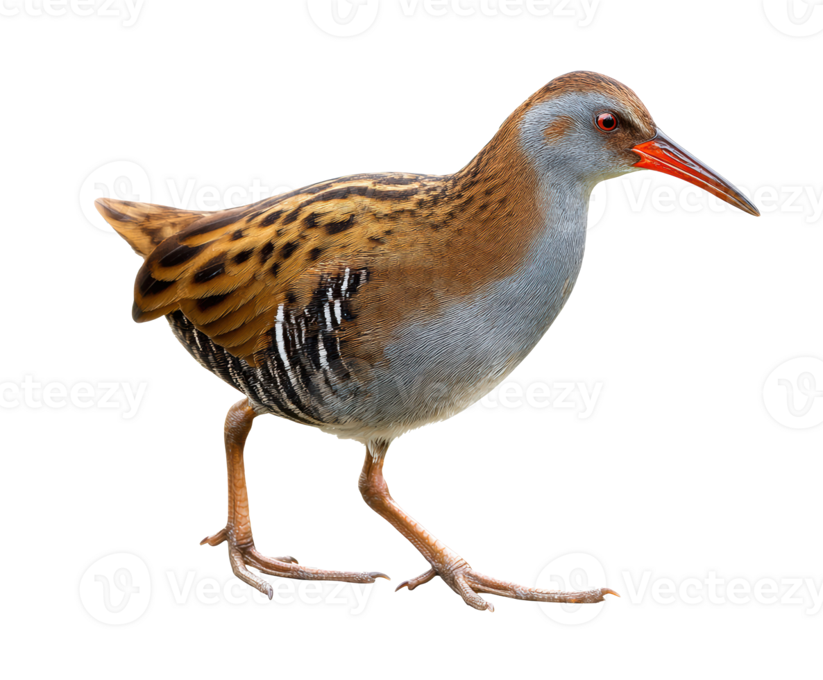 Standing bird in natural habitat with distinctive features png