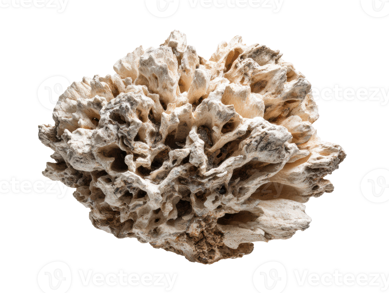 Natural coral structure for ocean-themed decor and design use png