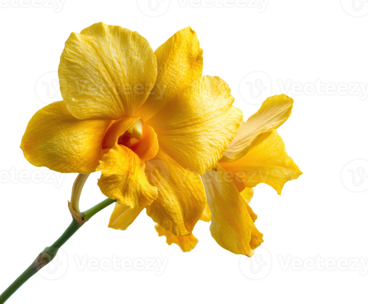 Vibrant yellow orchid blooming in natural setting png