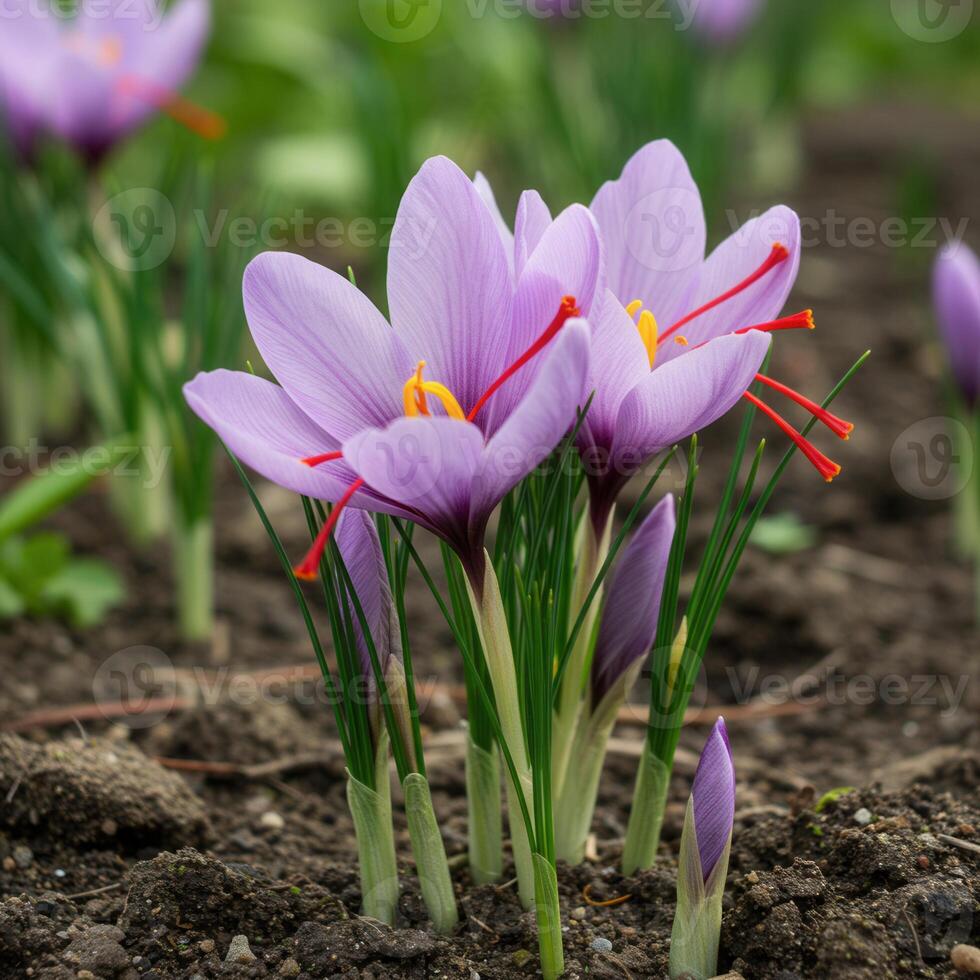 Close-up of vibrant purple saffron flowers in bloom. photo