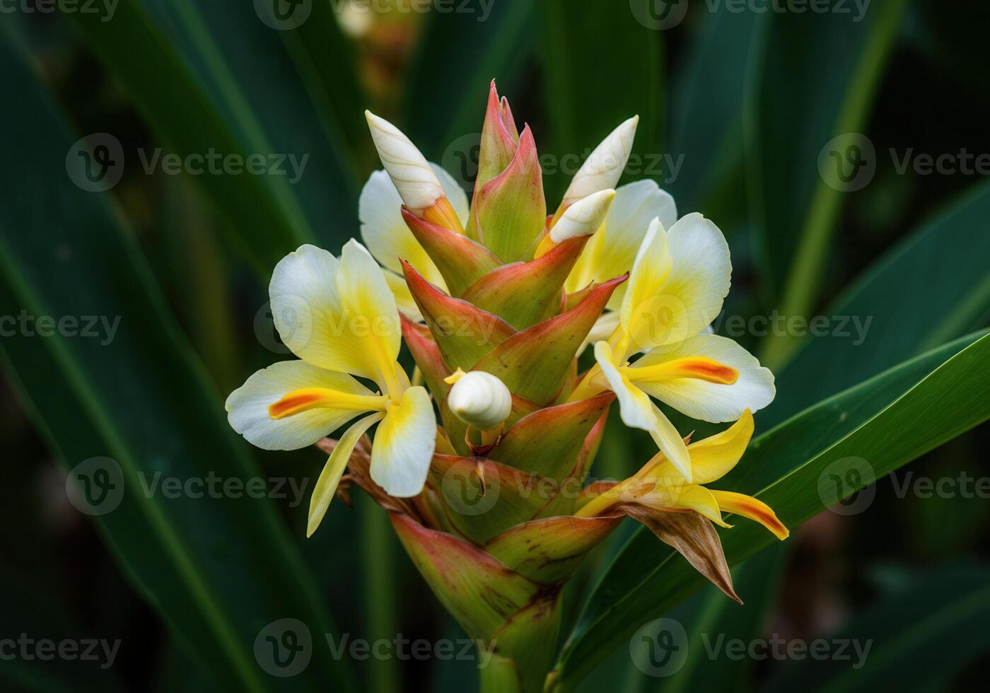 A stunning shot of a ginger flower in full bloom. photo