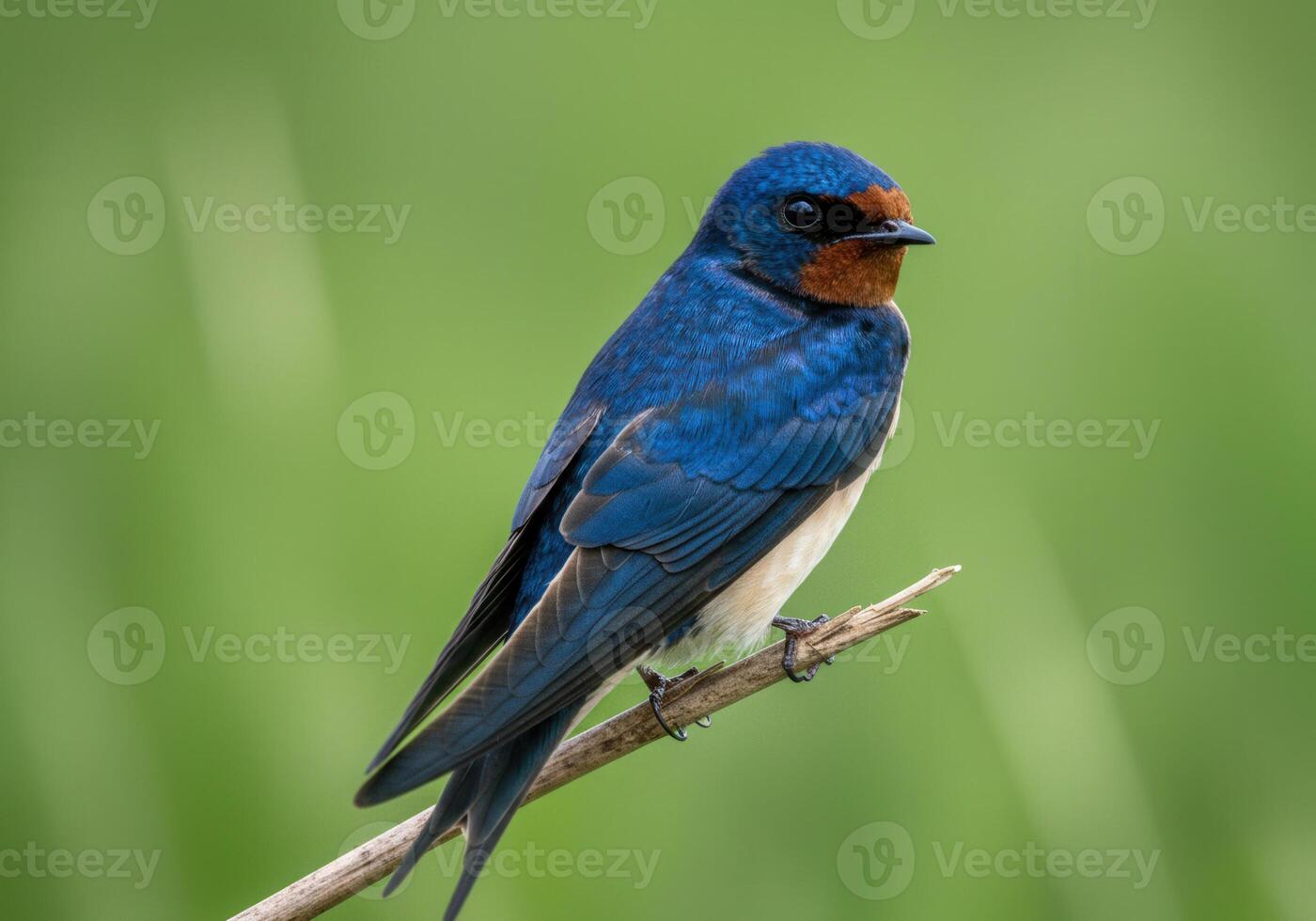A stunning shot of a swallow bird, perched on a small branch. photo