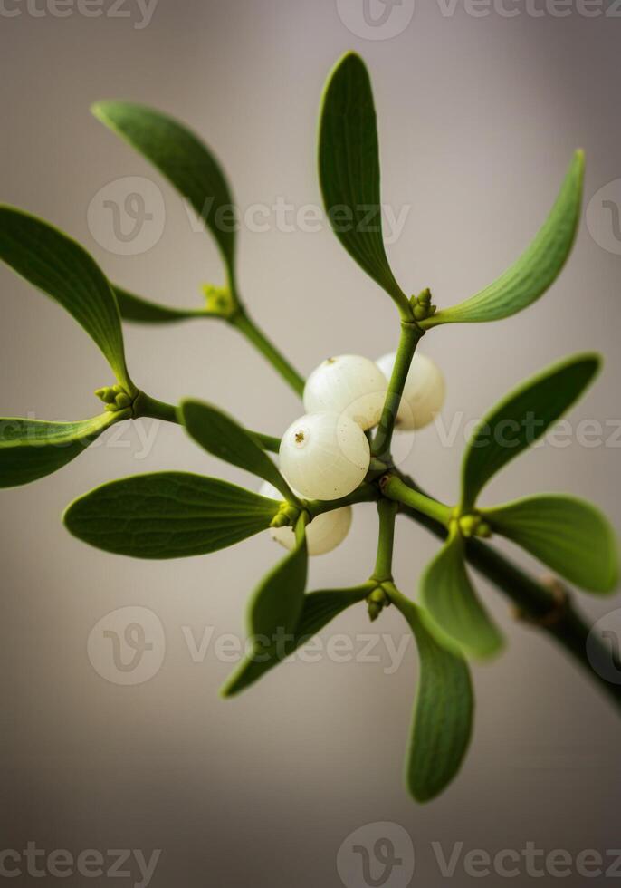 A beautiful mistletoe branch with white berries and green leaves. photo