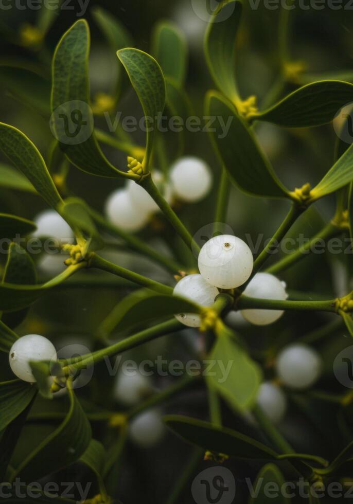 Close up view of mistletoe with white berries photo