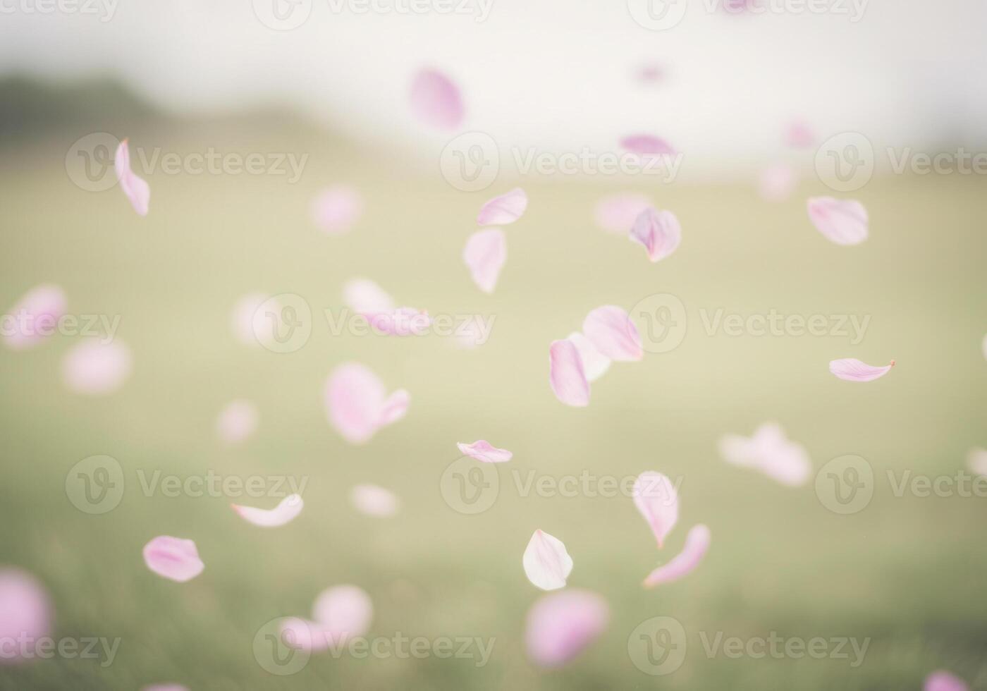 Pink petals gently falling in a tranquil scene photo