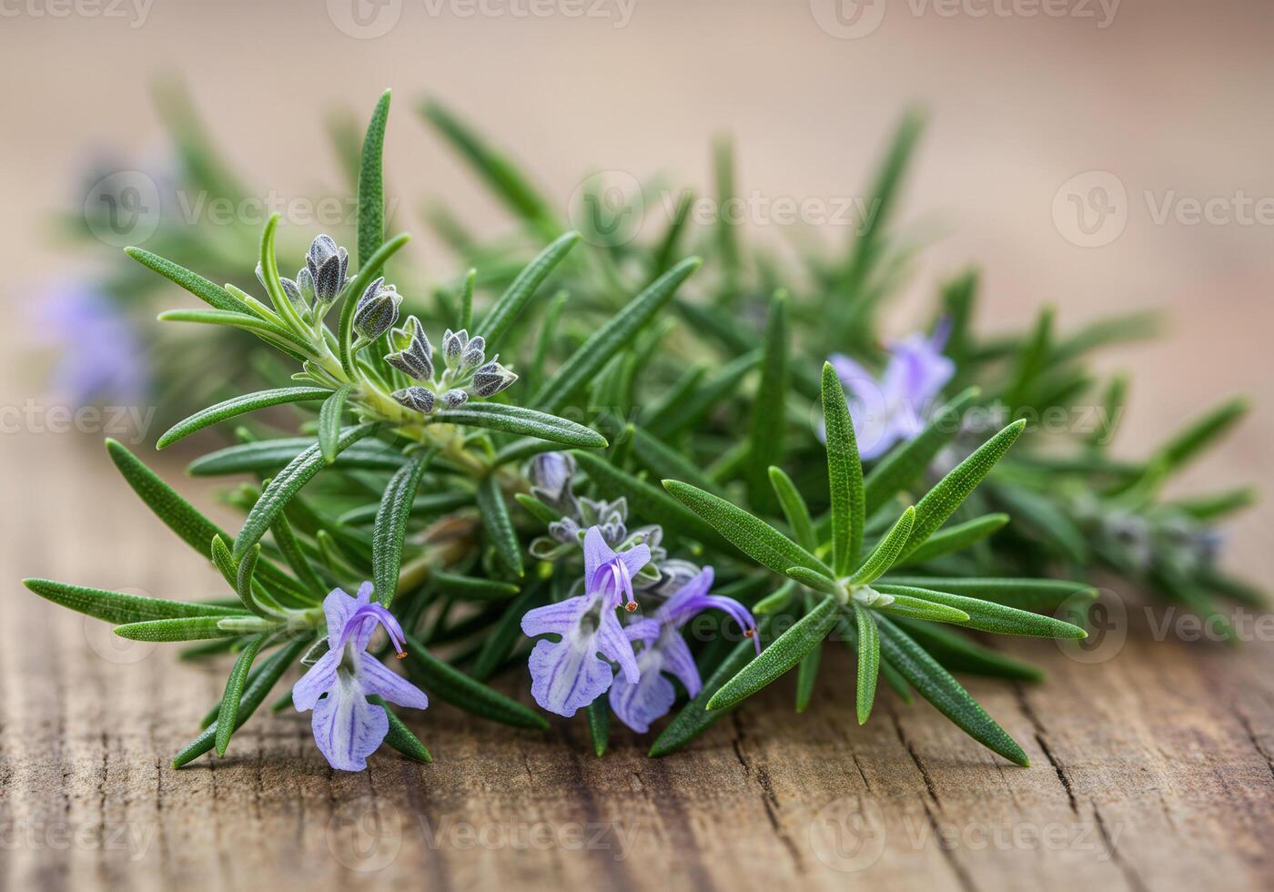 Rosemary sprig with tiny purple blossoms photo