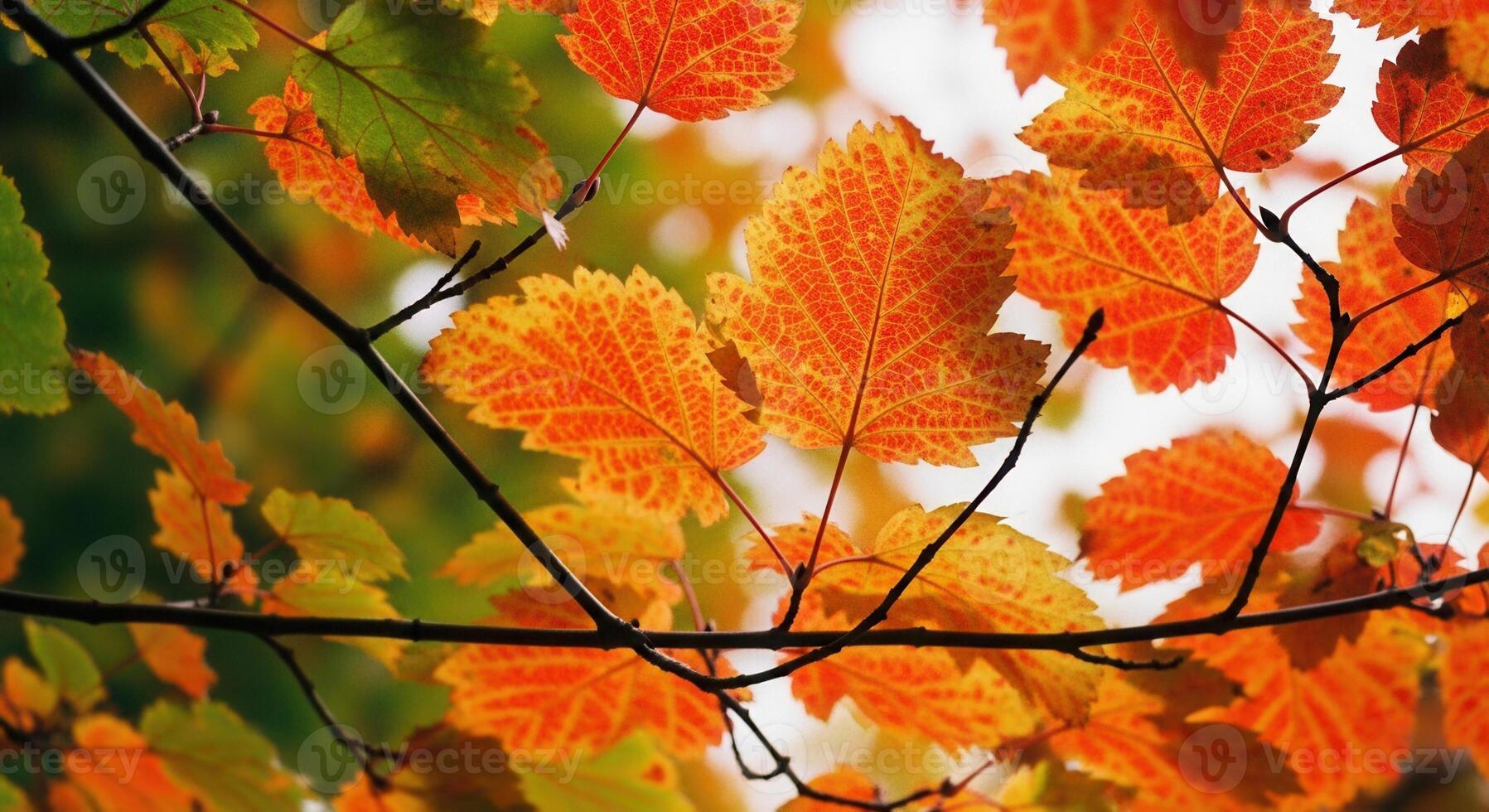 Autumn leaves in beautiful vibrant colors, a natural view. photo