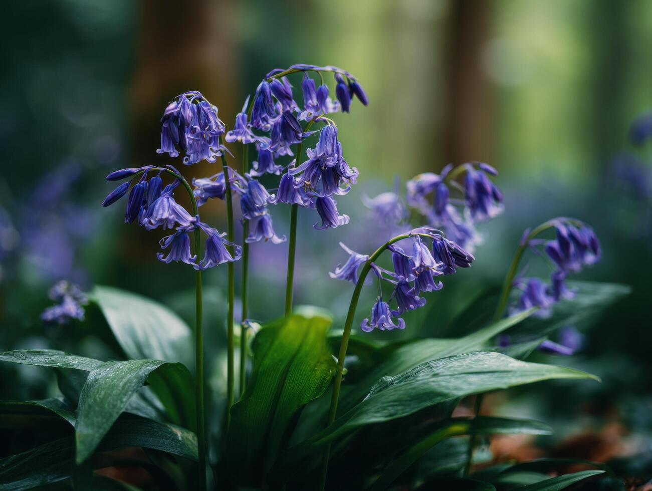A Calm Grouping Of Bright Bluebell Flowers photo