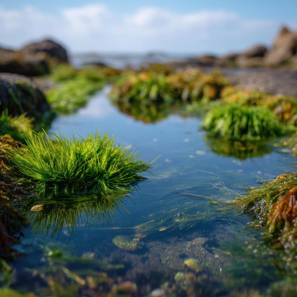 A Calm Tidal Pool Teeming With Marine Creatures photo