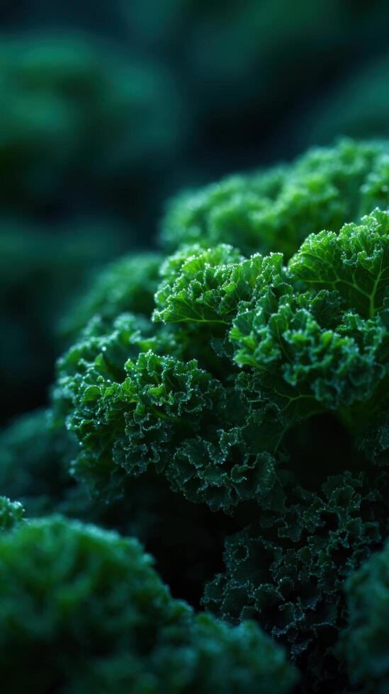 A Bunch of Fresh and Healthy Green Kale photo