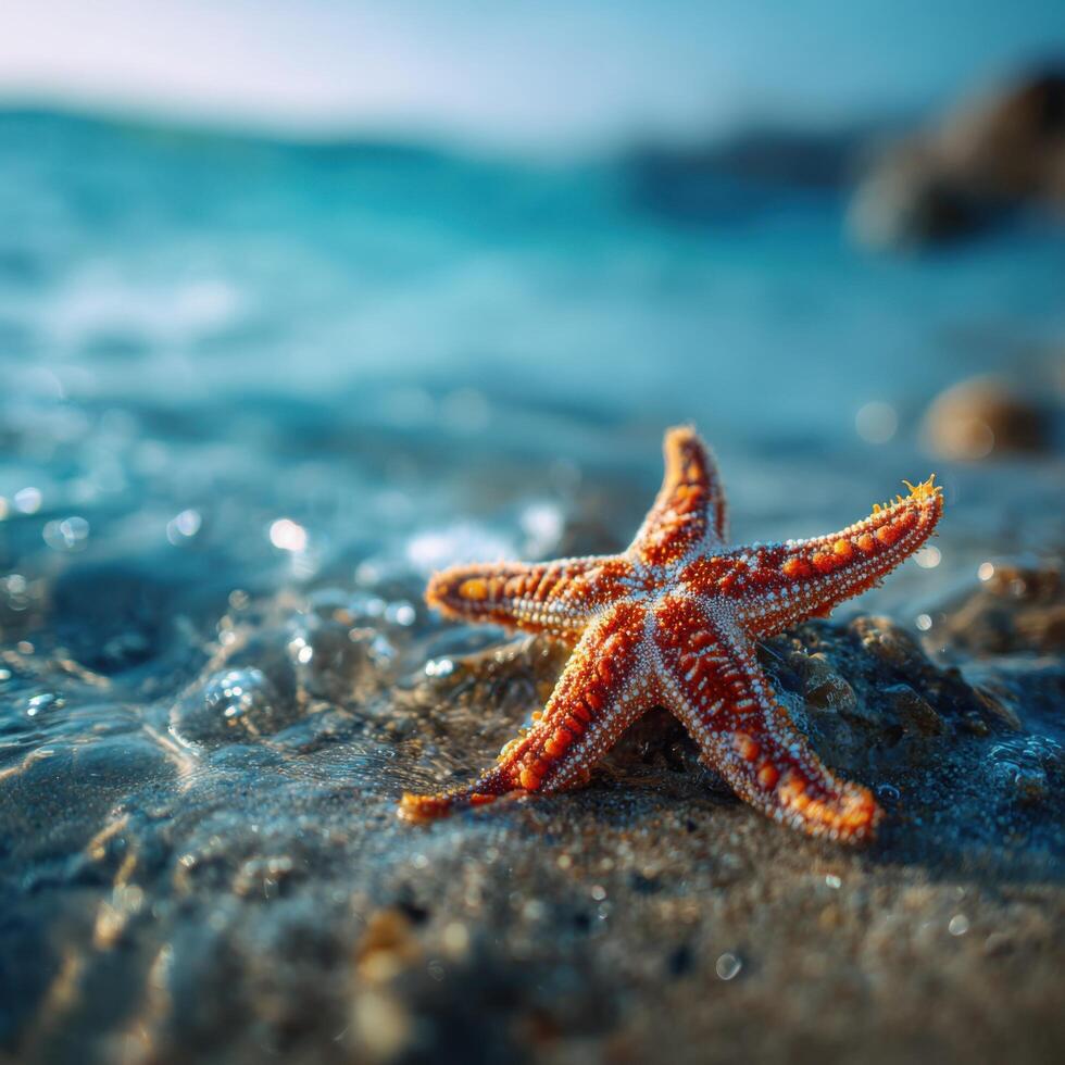 A Colorful Starfish Resting On The Sandy Ocean Floor photo