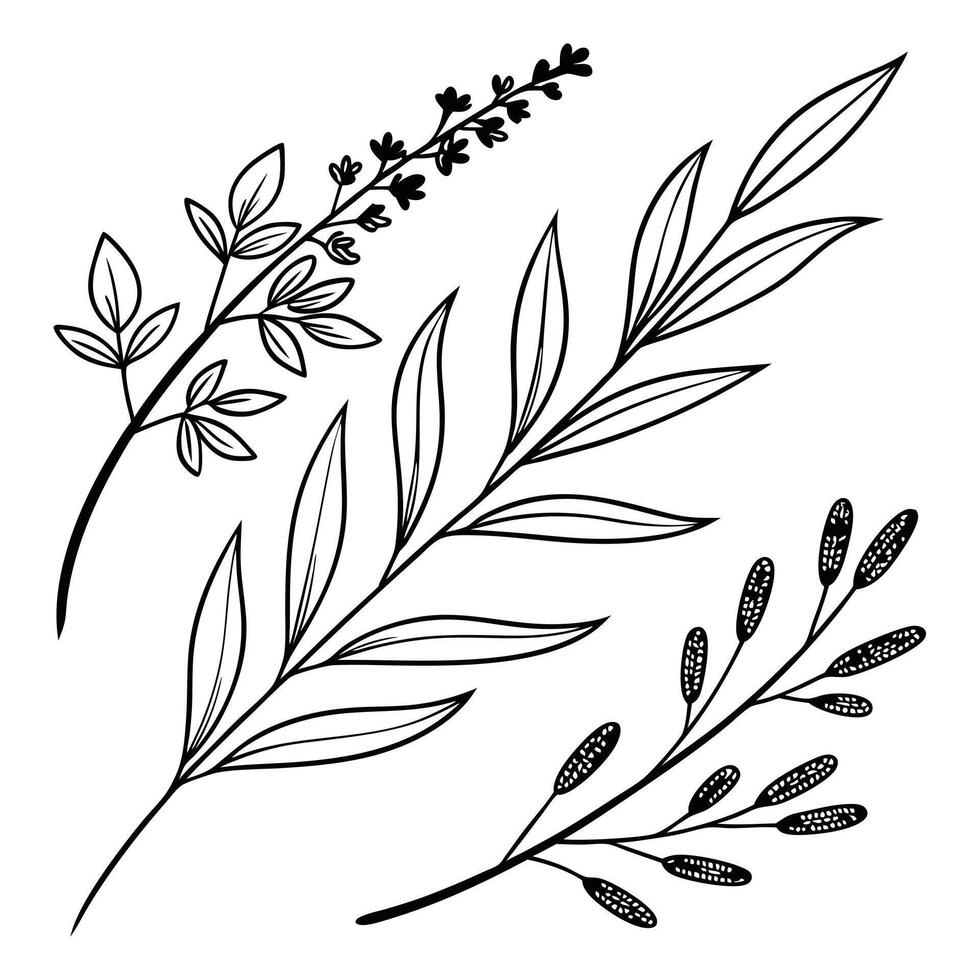 Modern bohemian collection of herb-inspired dividers and line breaks, drawn with clean black lines vector