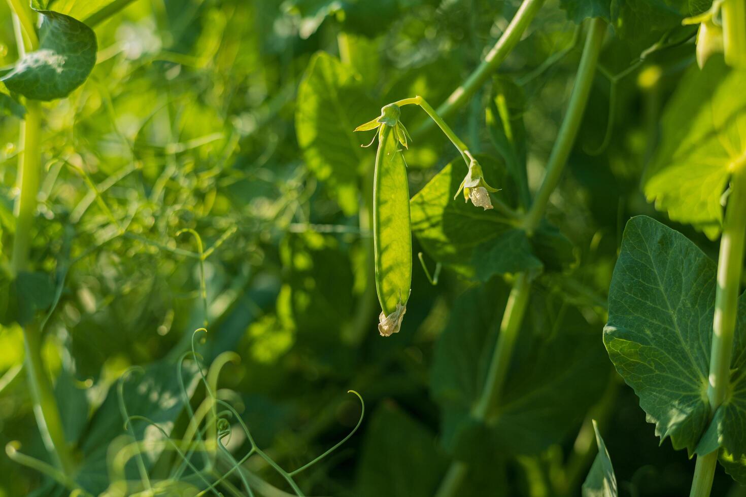 A ripe green pea pod hangs from its vine in a vibrant garden, showcasing the rich green leaves and delicate flowers surrounding it photo