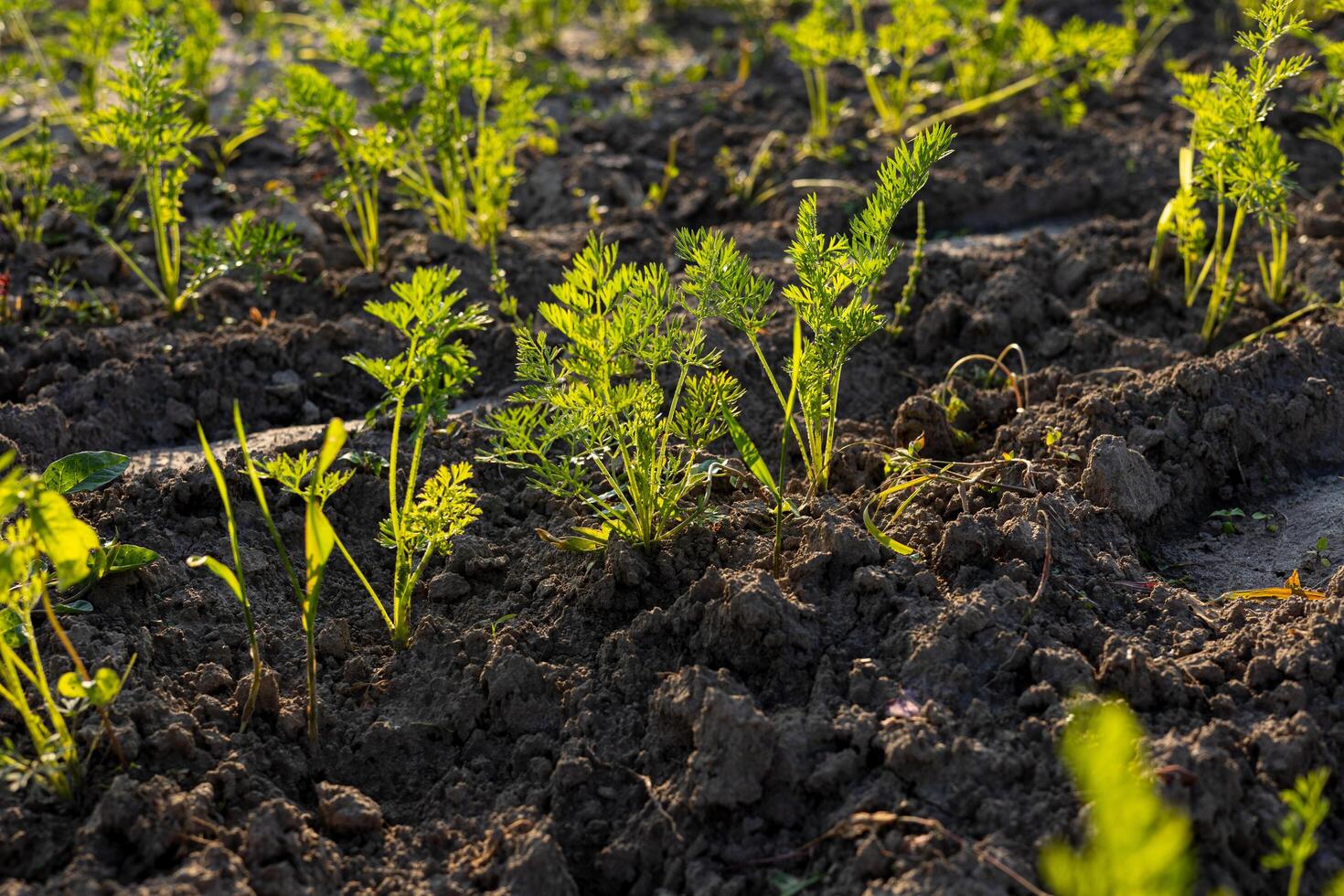 Carrot plants with bright green tops are thriving in well-tilled soil, soaking in the warm sunlight of the morning photo