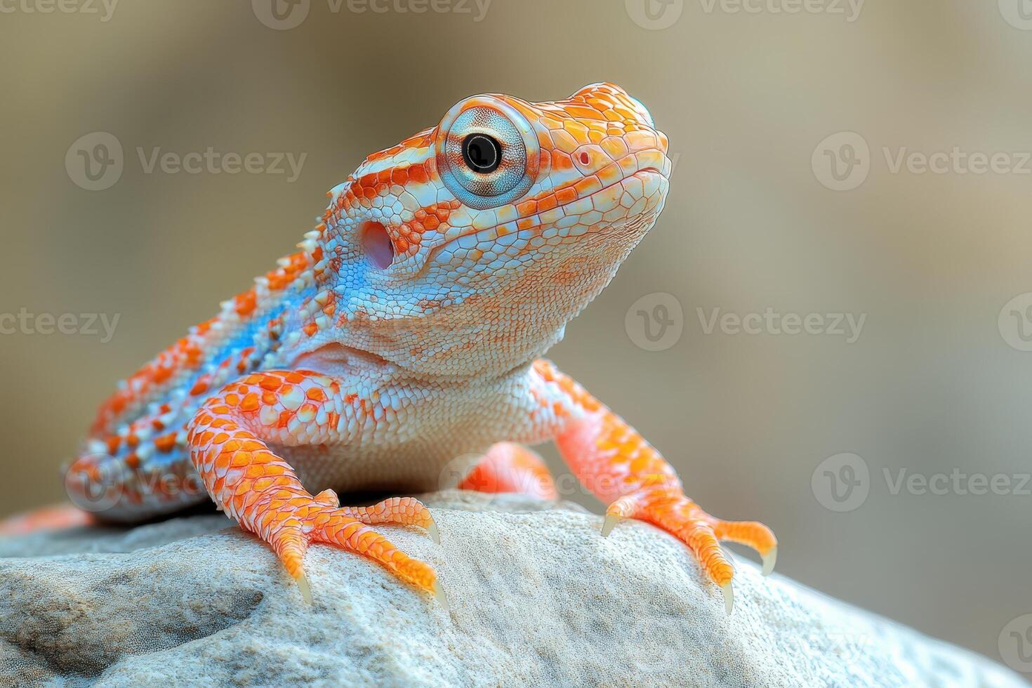 A lizard with orange and white stripes sitting on a rock photo
