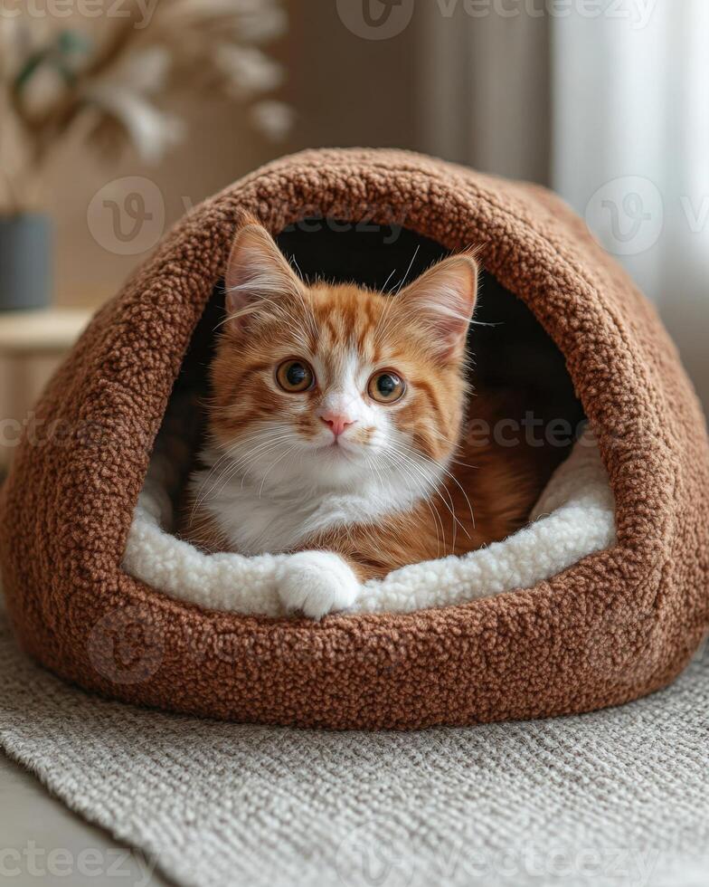 An orange and white cat sitting in a brown cat bed photo