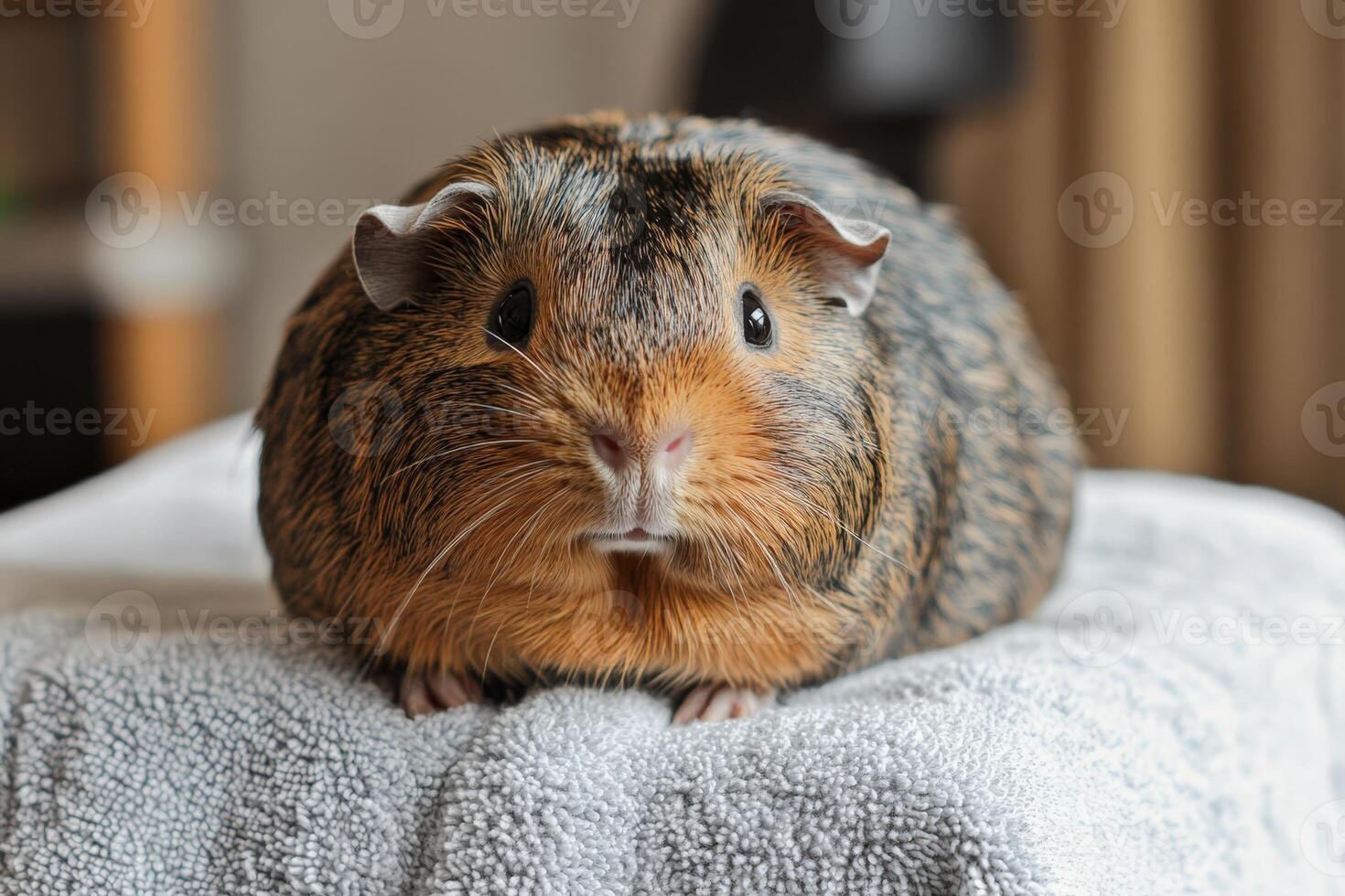 Guinea Pig Sitting on a Towel photo