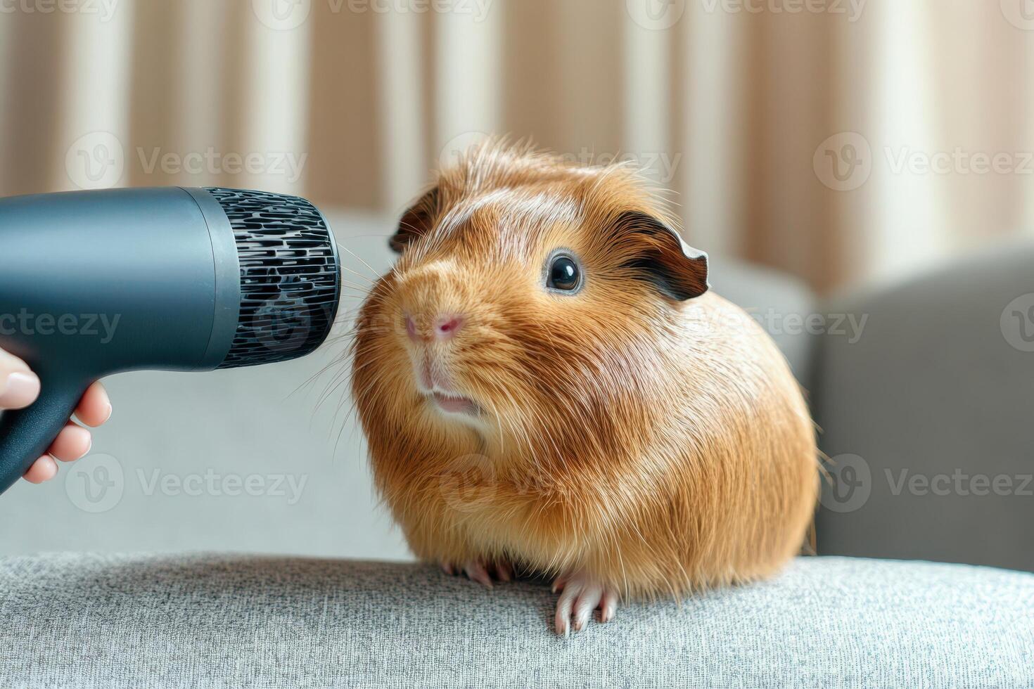 A guinea is being blow dried by a person photo