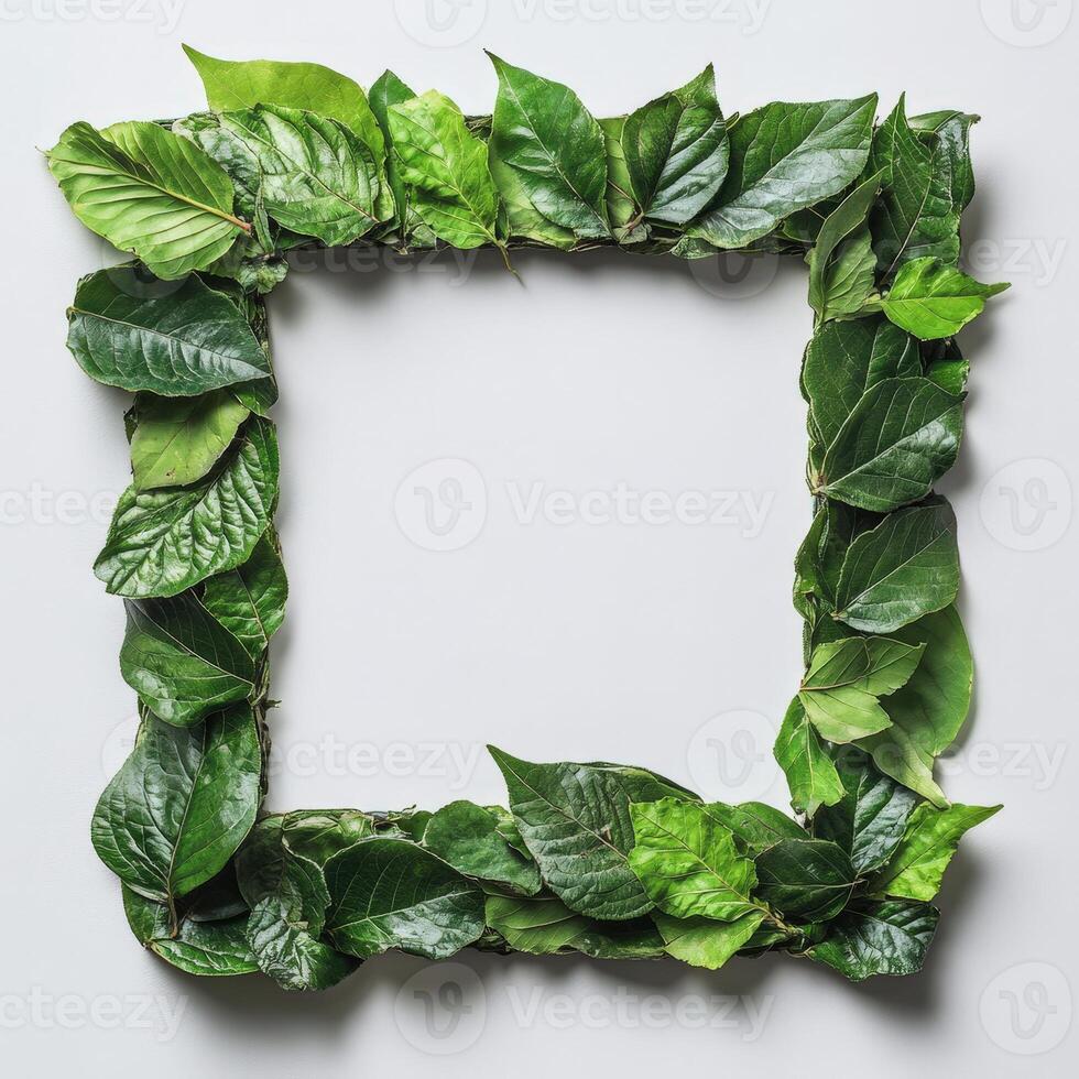 Green leaves in a square frame on a white background photo