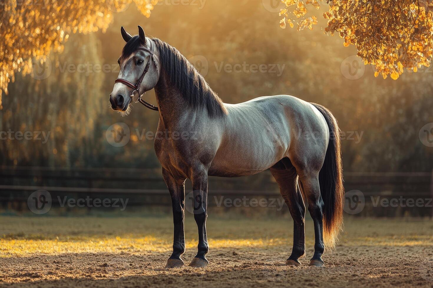 A horse standing in the sun with trees in the background photo