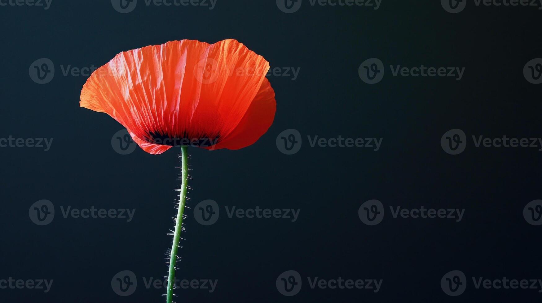 Vibrant red poppy against dark background photo