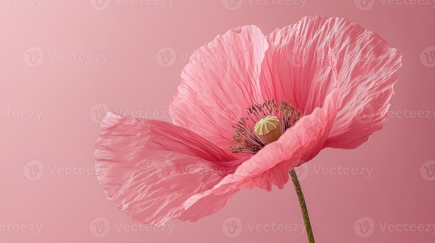 Vibrant pink poppy on a gradient background photo
