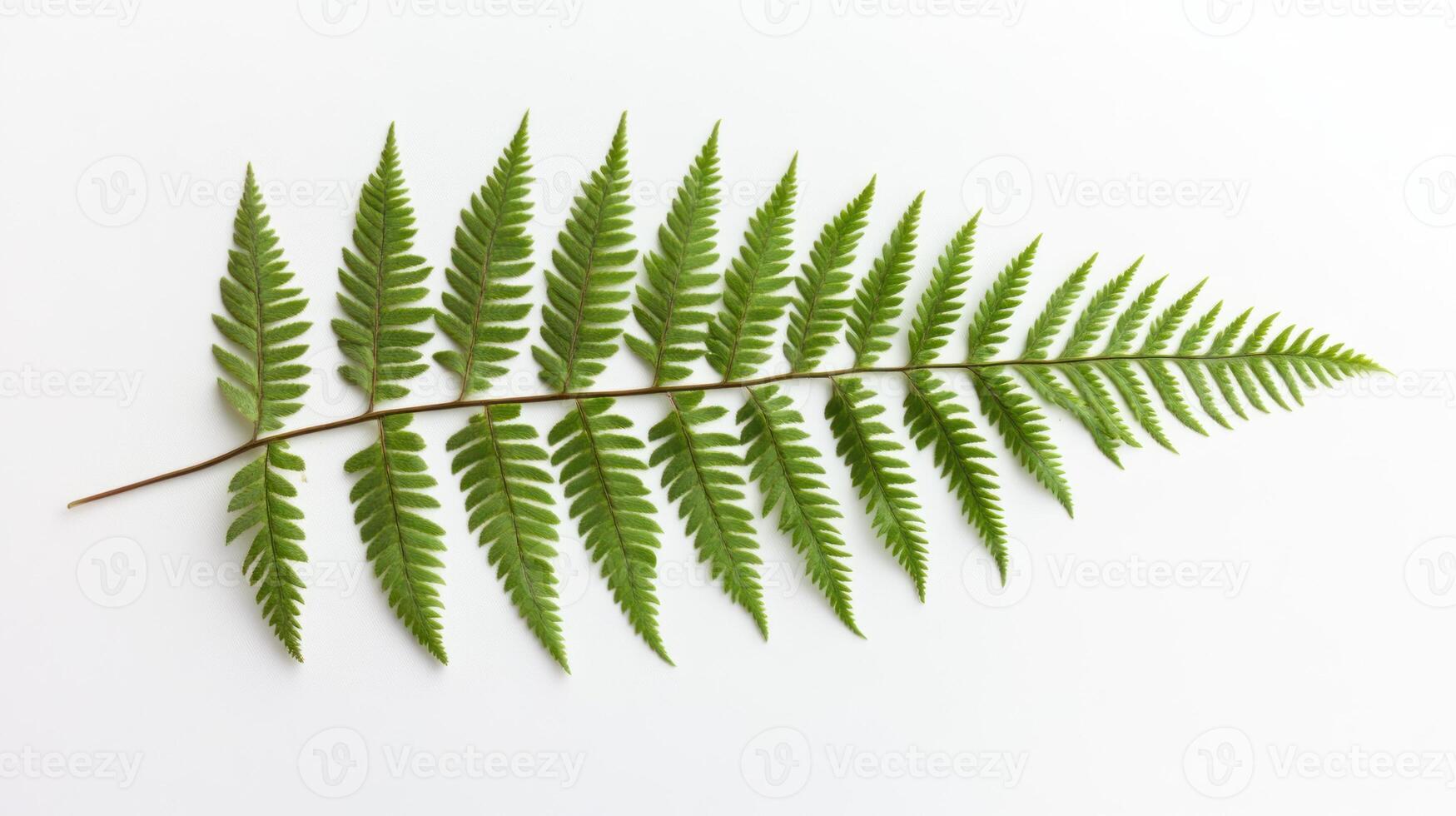 Fern frond on white background photo