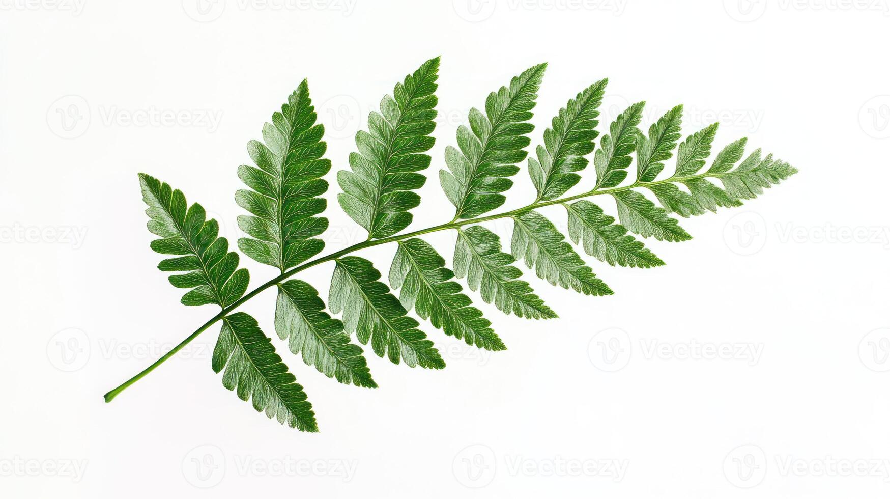 Green fern frond against white photo