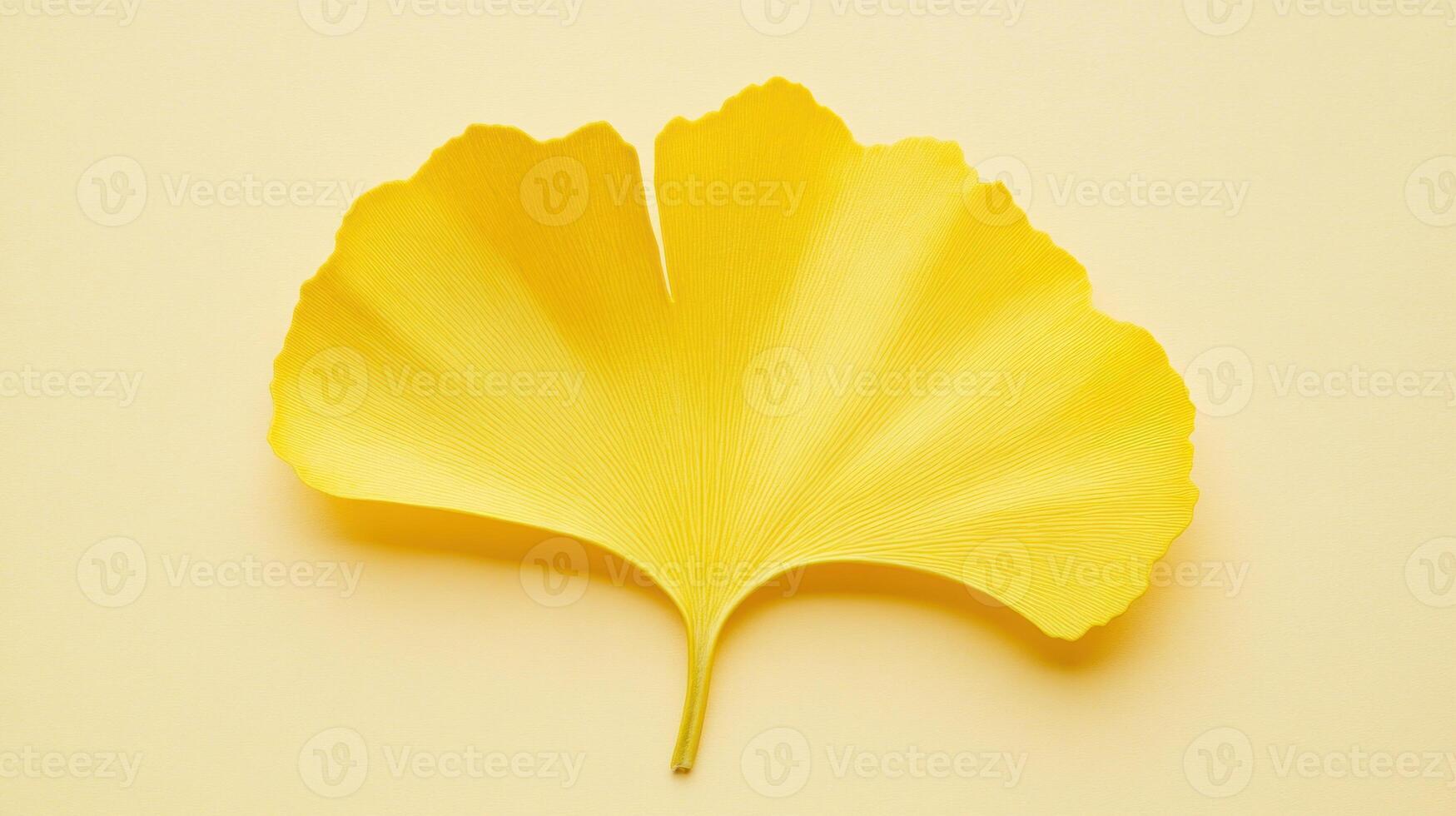 Single yellow ginkgo leaf photo